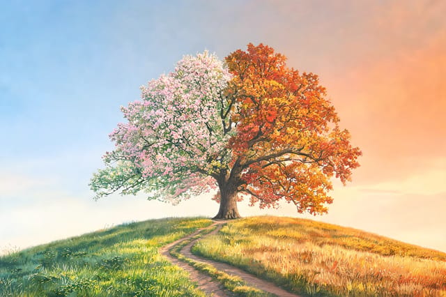 A single oak on a green hill split down the middle: pink spring blossom on the left, blazing autumn leaves under a sunset on the right.