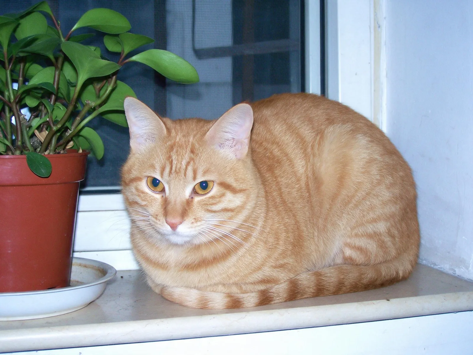 Sample image in the 2000s Digicam style